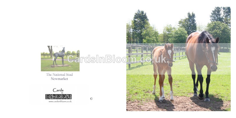 05 Mare and Foal - NEWMARKET CARDS