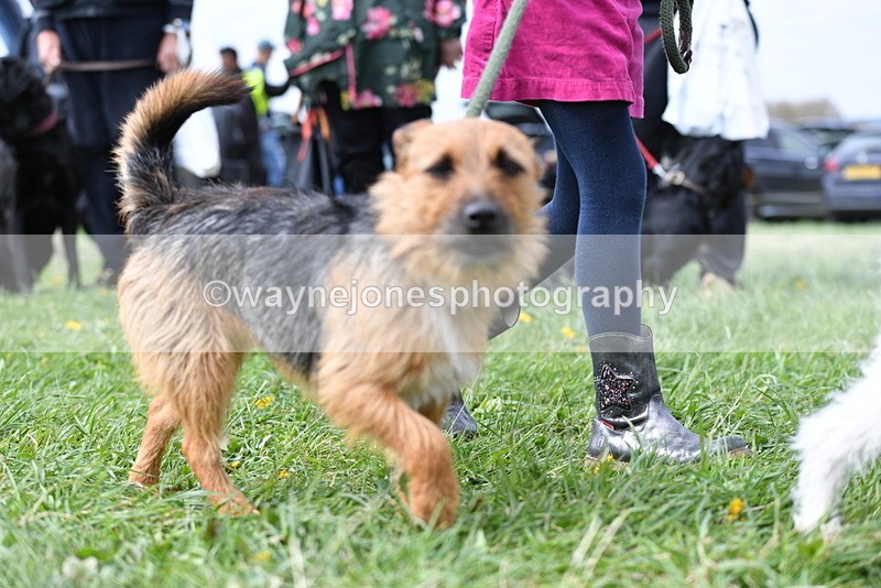 WJ5_0328 - Class 7 Best Terrier