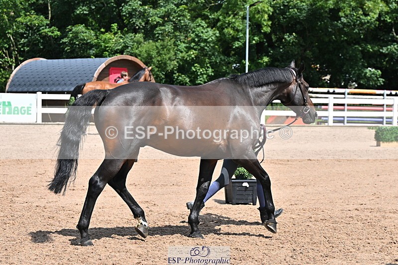 240718A-105257-01376 - Trot Up 12pm to 1pm