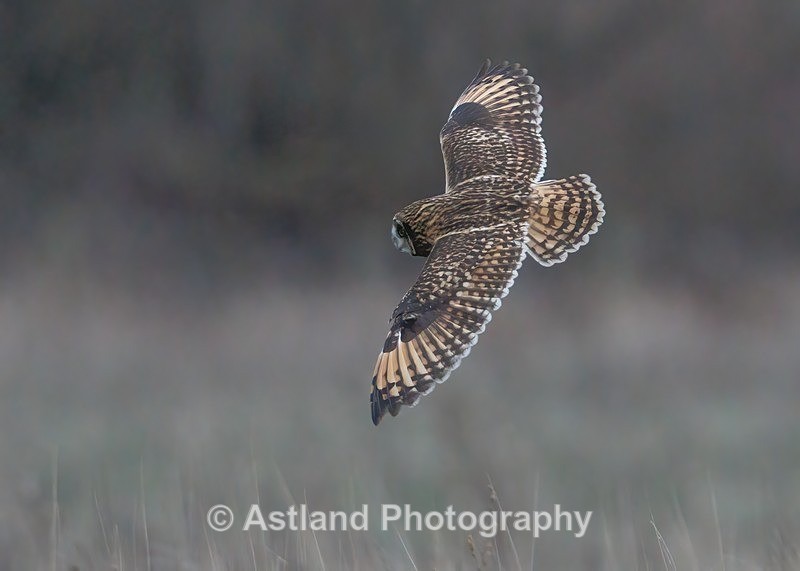 Short-eared Owl - Latest Images