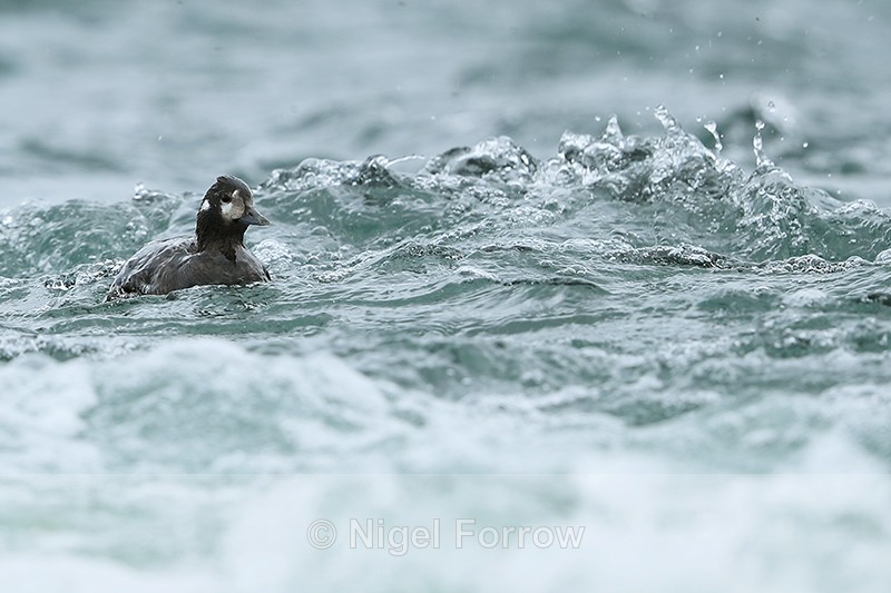 Harlequin Duck (female) drifts downriver, River Laxa, Iceland - Harlequin Duck