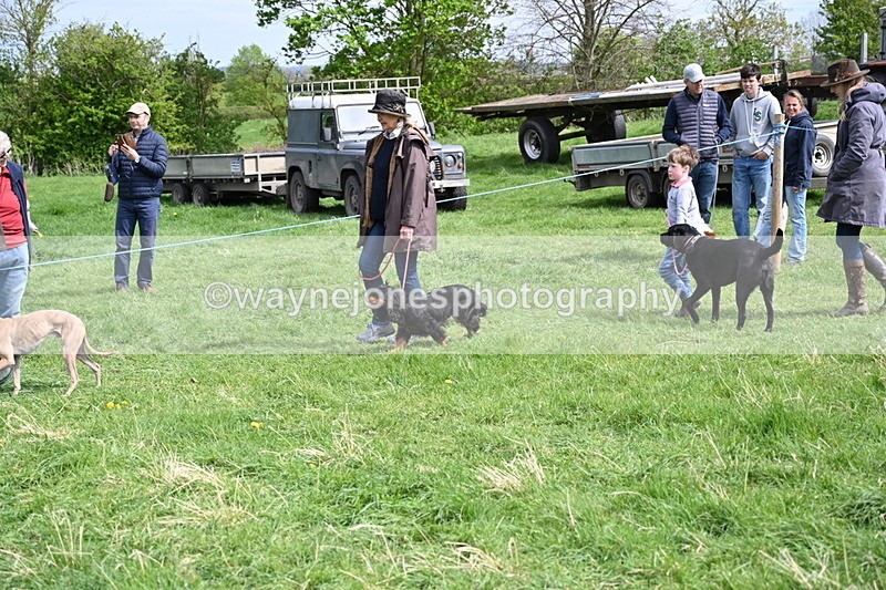 WJ6_8836 - Class 8 Best Working / Gun Dog or Bitch