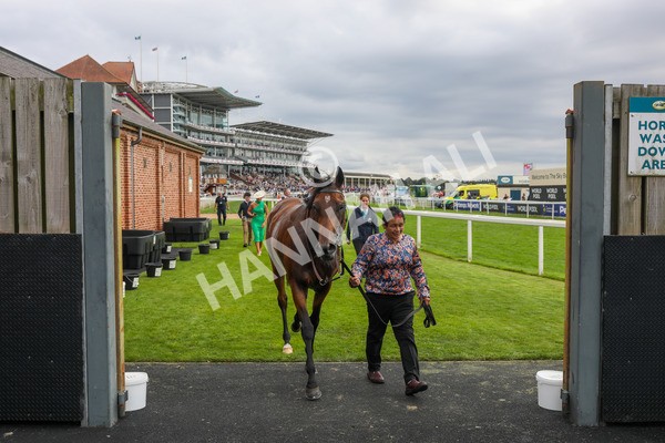 240823-Race 4-Warm Heart-5253 - Race 4 3.35pm Pertemps Network Yorkshire Oaks