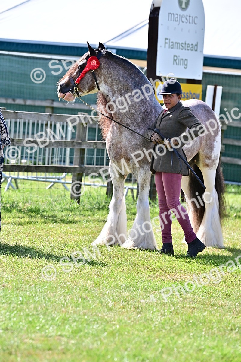 SBM_09462 - Class 63-65 - Traditional Gypsy Cobs In Hand & Ridden