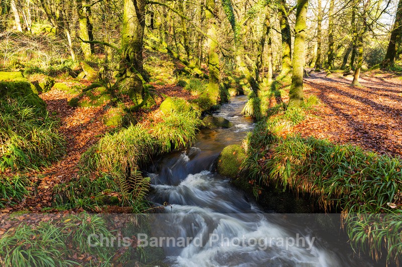  - Golitha Falls