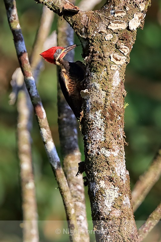 Lineated Woodpecker feeding, Costa Rica - Lineated Woodpecker