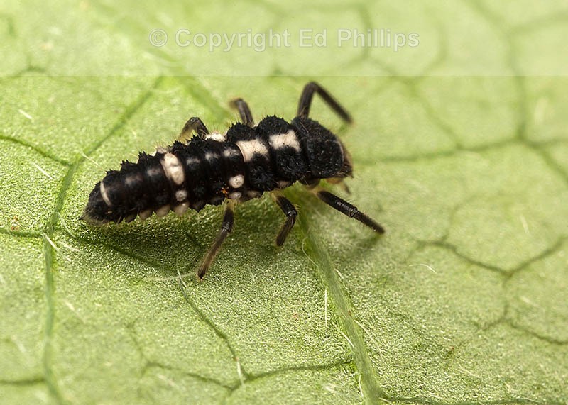 14-Spot Ladybird Larva