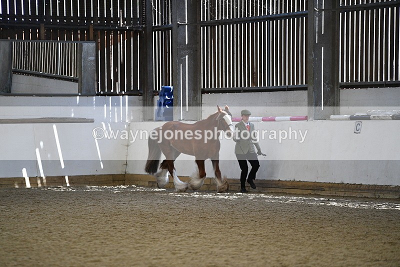 WJ5_5297 - Class 8 In hand cob