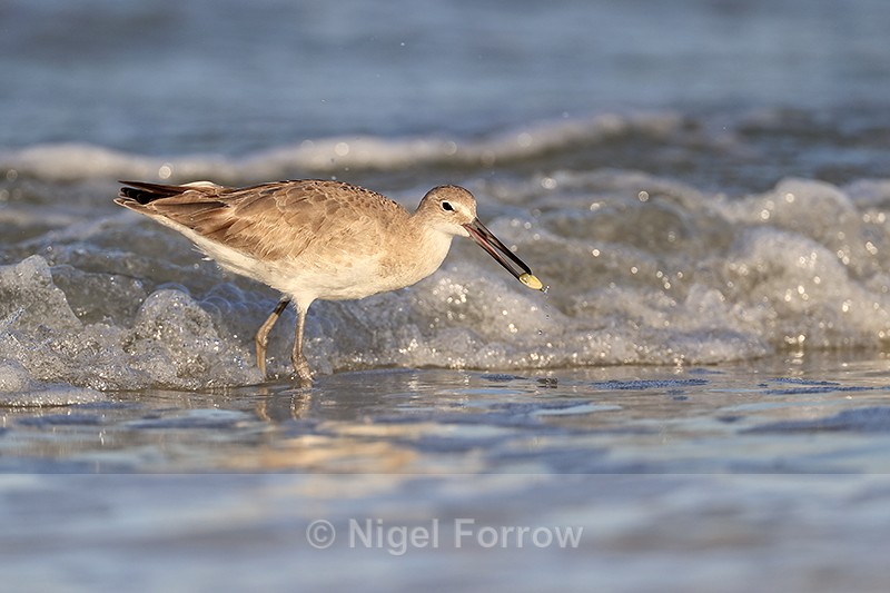 Willet with shellfish in surf, Fort De Soto Park, Florida - Willet