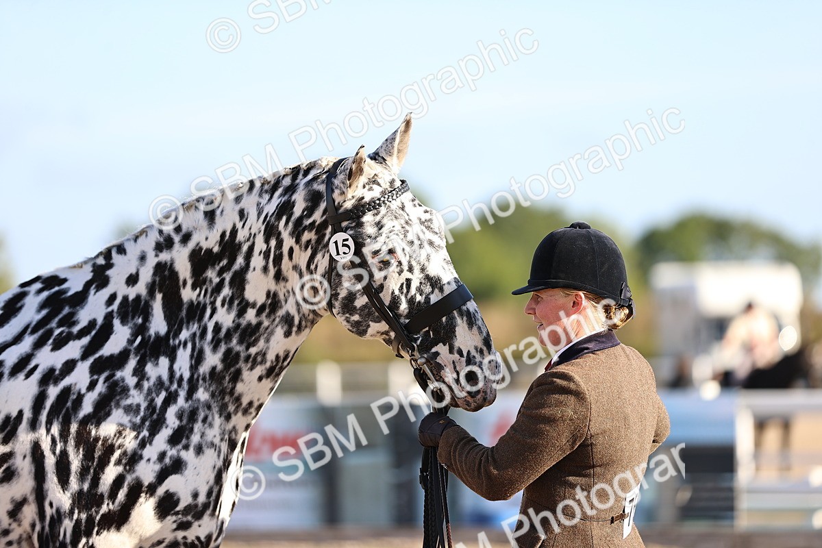 SBM_08373 - Class 401 - IH Veteran Horse
