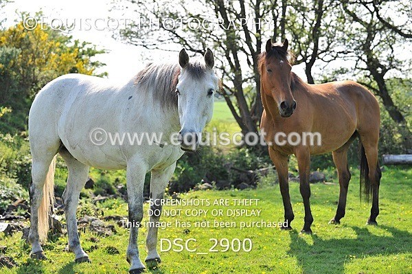 DSC_2900 - ARCHIVE REQUEST - Quincy and Guinness