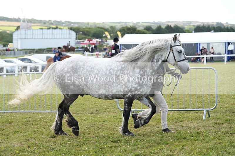 DSC05701 - Class 51: NPS M&M 4 years and over Large Breeds
