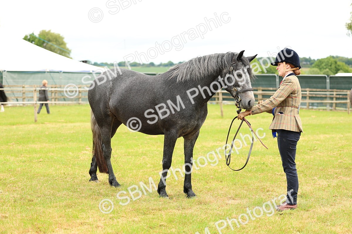 SBM_04121 - Class 64-67 - Shetland Pony In Hand