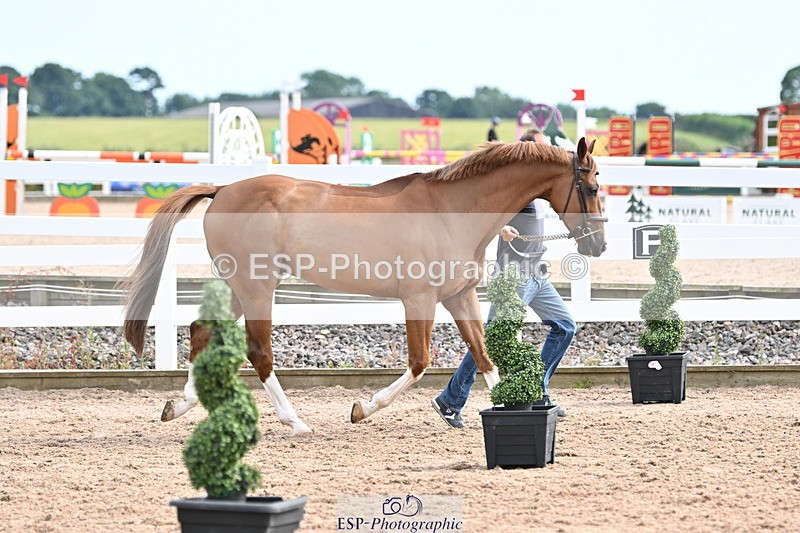 240717A-165425-03538 - Trot Up 4pm to 5pm