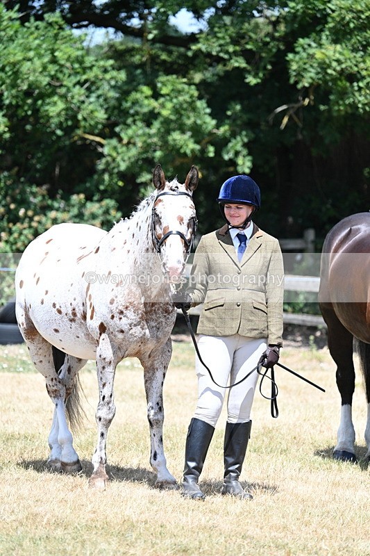 WJ7_2411 - Class 5a Most Handsome Gelding in hand (above 14.2hh)