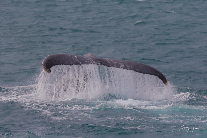 HB Tail Slap 8. 0A3A4686 - Copy - 2025 Hervey Bay Whales