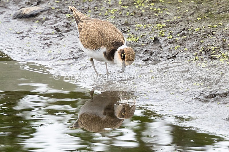 170816-Woolston NR0075 - Other Waders