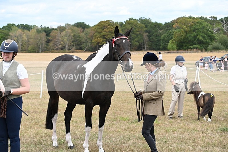 WJ6_5455 - Class 18 In-hand Coloured
