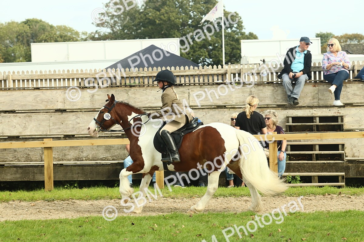 SBM_68244 - S58 - Mini Show Cob Ridden