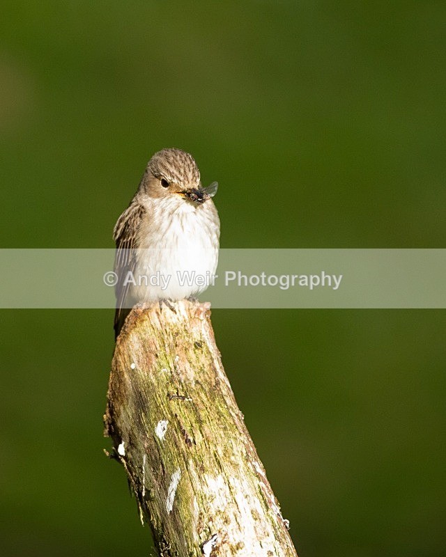 20110615-IMG_5914 - Flycatchers