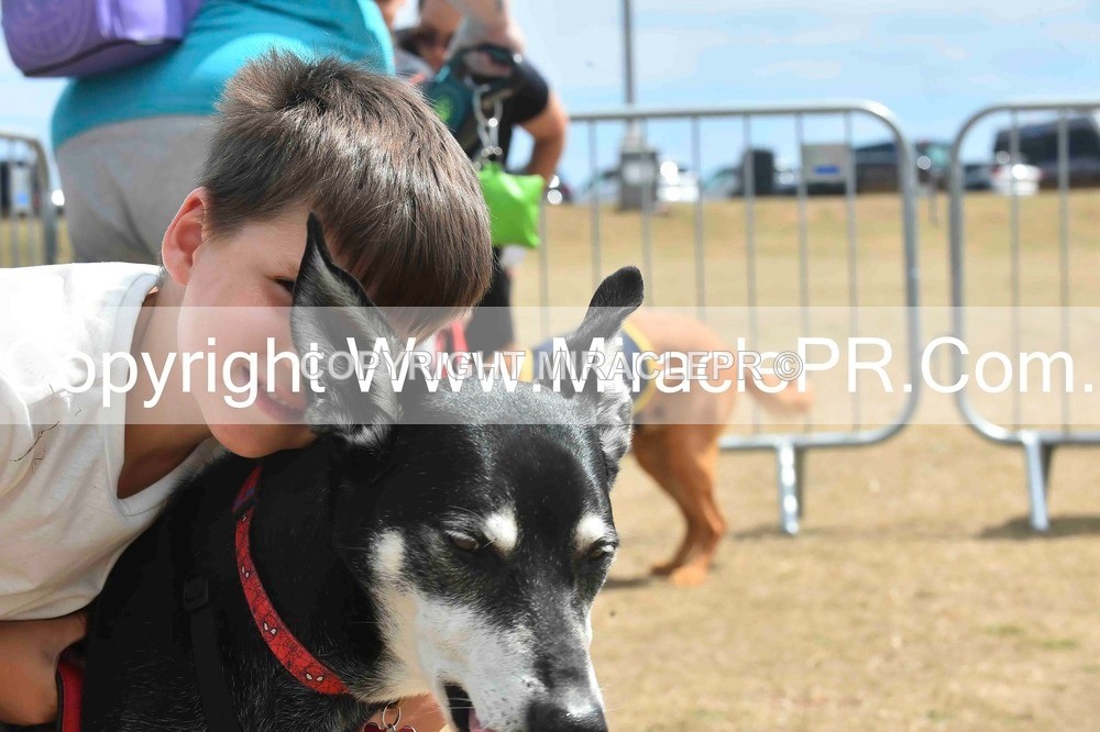 SH4_0117 - Dog show.