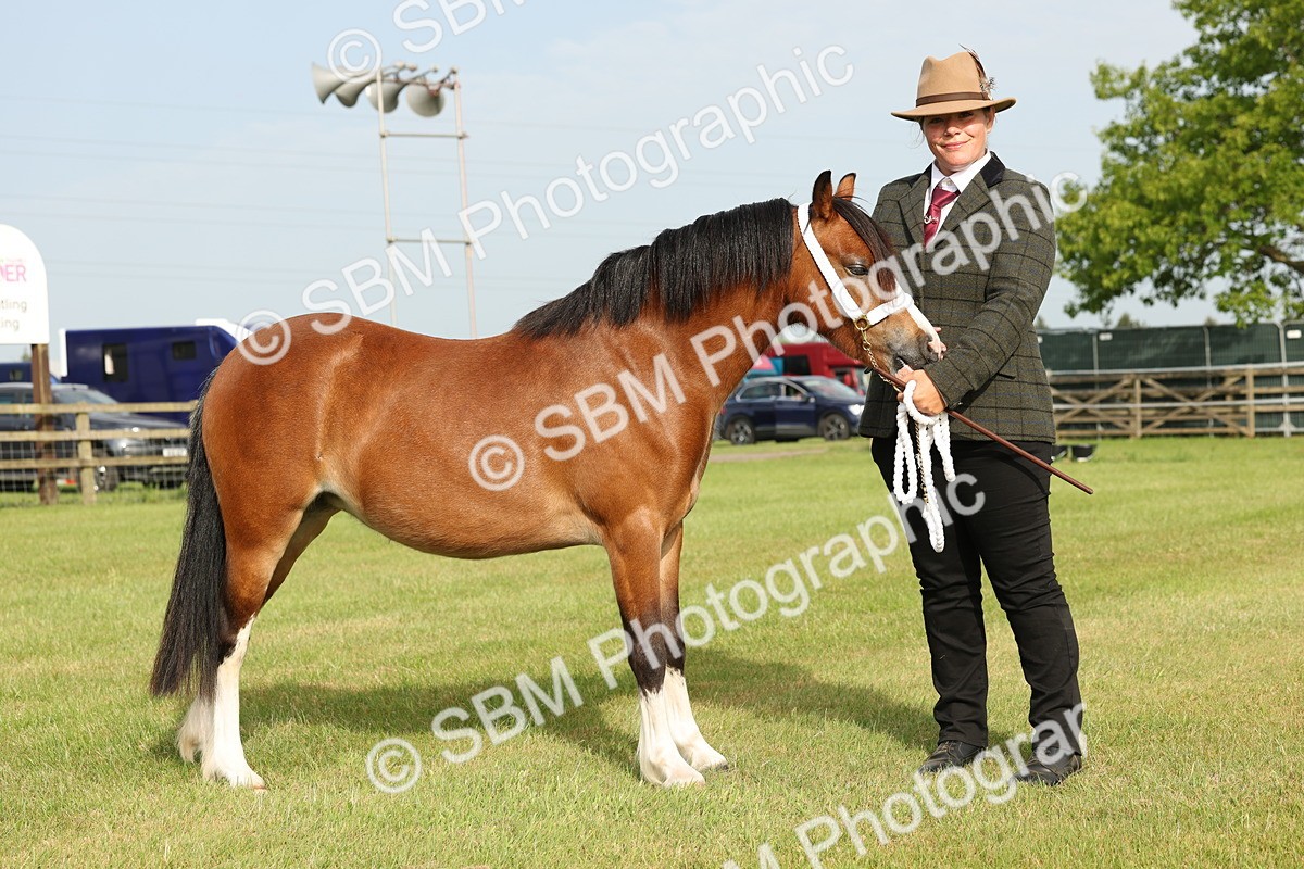 SBM_00430 - Class 6-13 - Mountatin and Moorland In Hand Welsh Breeds