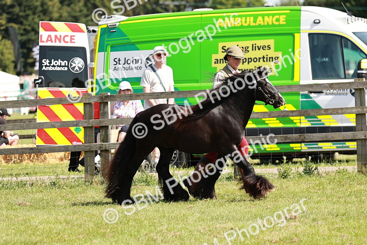 SBM_08542 - Class 63-65 - Traditional Gypsy Cobs In Hand & Ridden