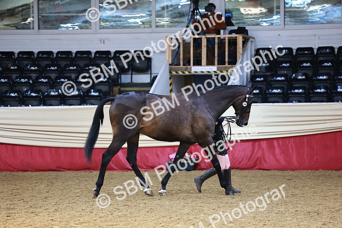 SBM_23214 - Class 903 - Supreme Final - IH Pre Vet