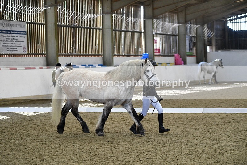 WJ5_4335 - Class 6 In hand M&M - Large Breeds