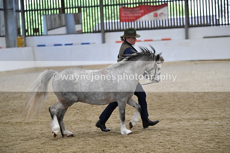 WJ5_5688 - Morning in hand Championship