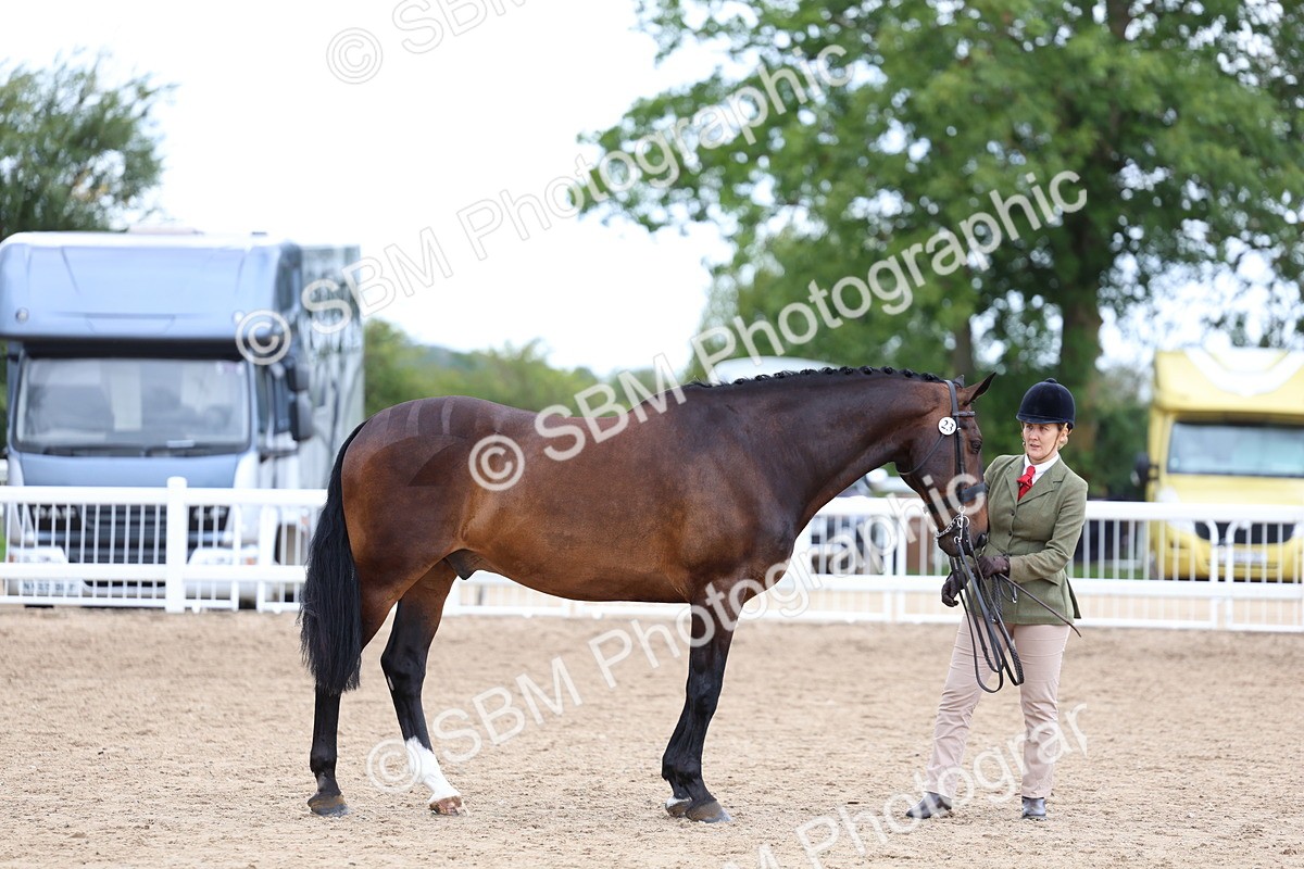SBM_05703 - Class 28 - IH Veteran Horse