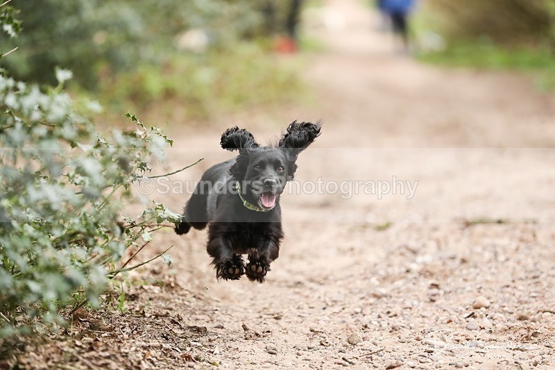 SPXX3921 - Endurance Dogs