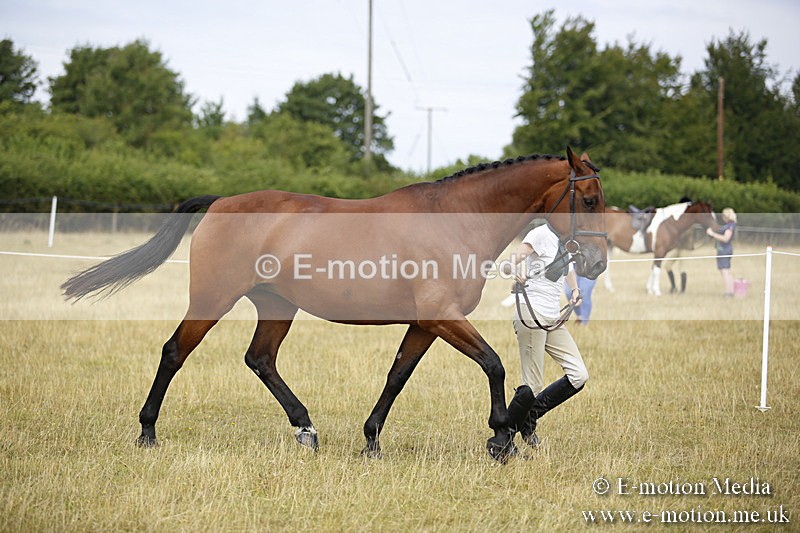 _C7A9571 - BVRC Sow 2018 Ring 2