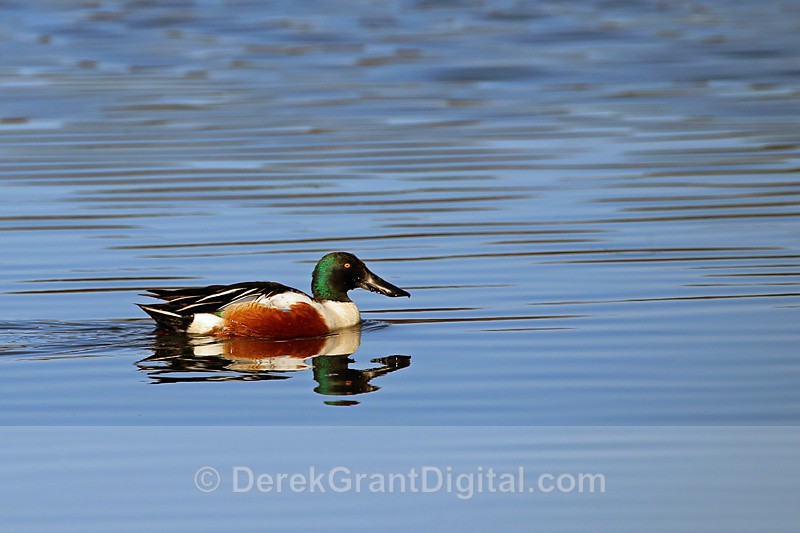 Anas clypeata (m) - Birds of Atlantic Canada