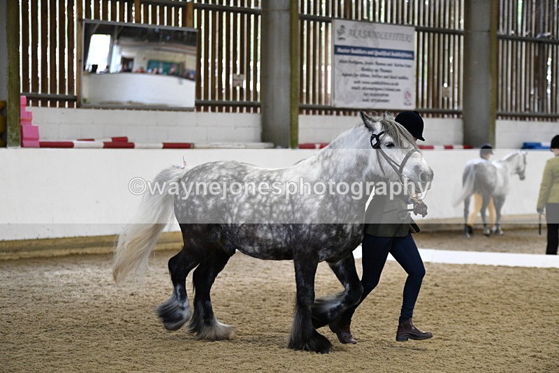 WJ5_4308 - Class 6 In hand M&M - Large Breeds