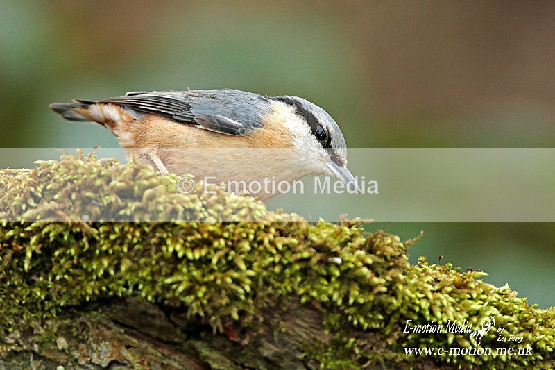 Nuthatch 200313-90a - Nature