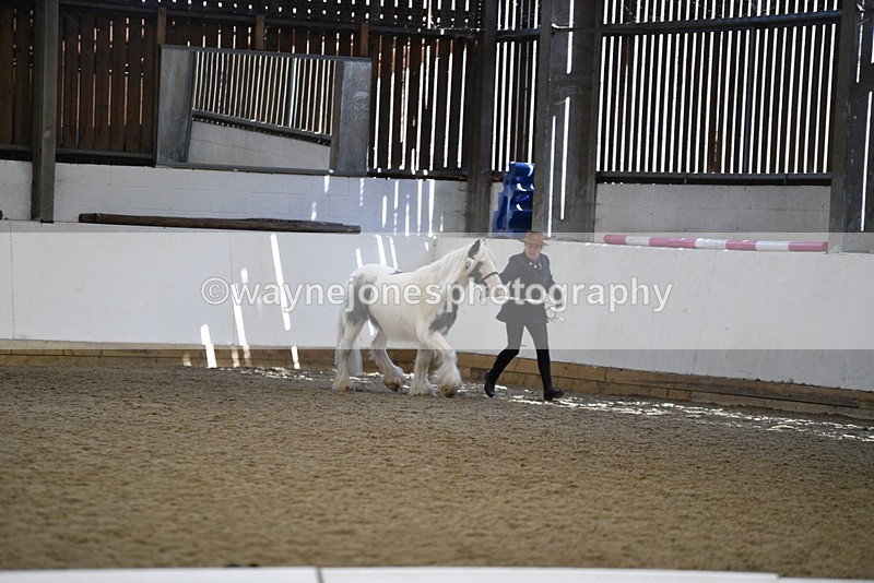 WJ5_5276 - Class 8 In hand cob