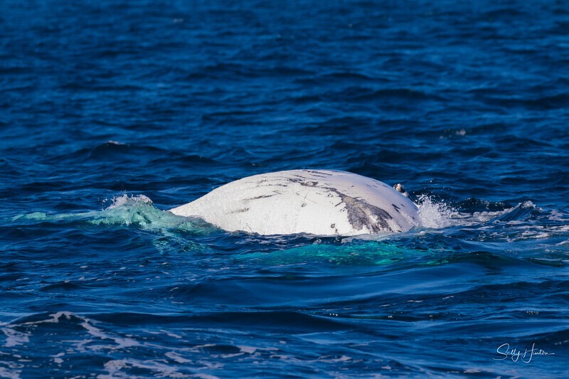 Labour belly - Humpback Whales