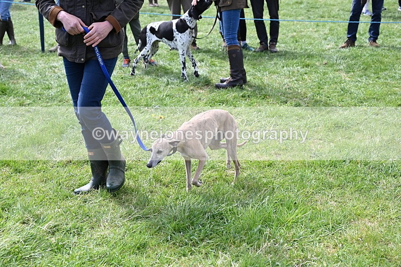 WJ6_8973 - Class 8 Best Working / Gun Dog or Bitch