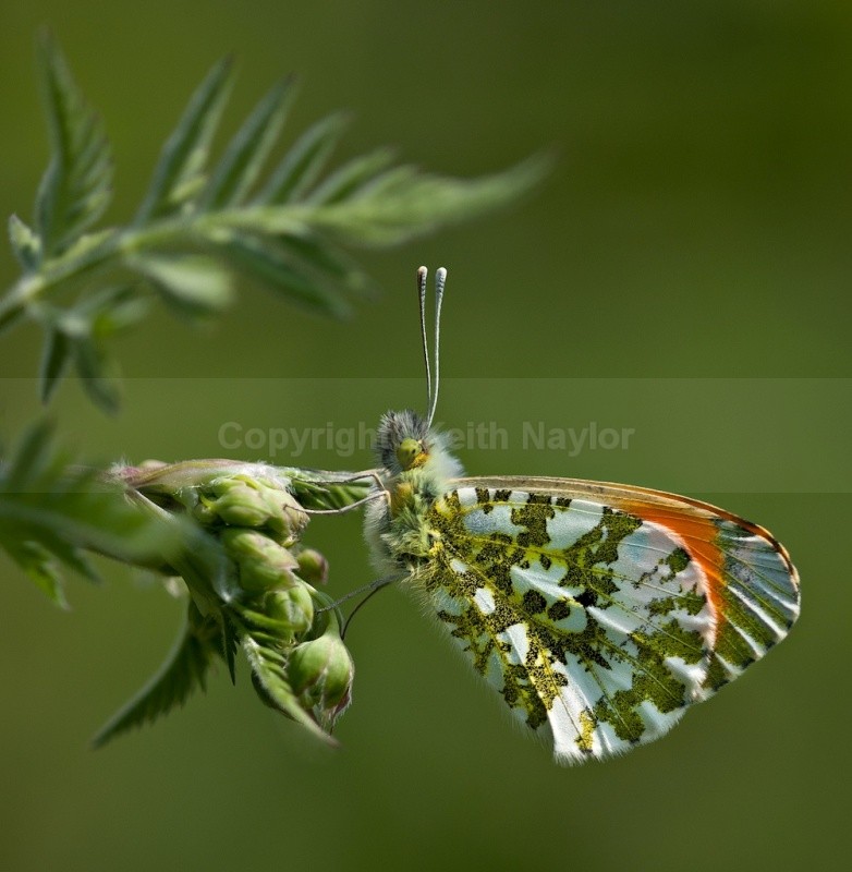 Male Orange Tip Butterfly - Latest Work