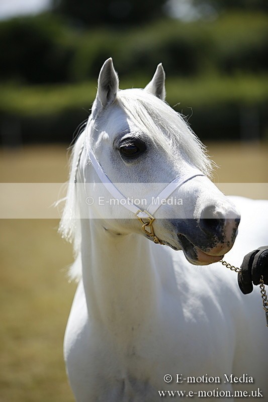 _C7A0188 - In Hand Championship BVRC Show 2018