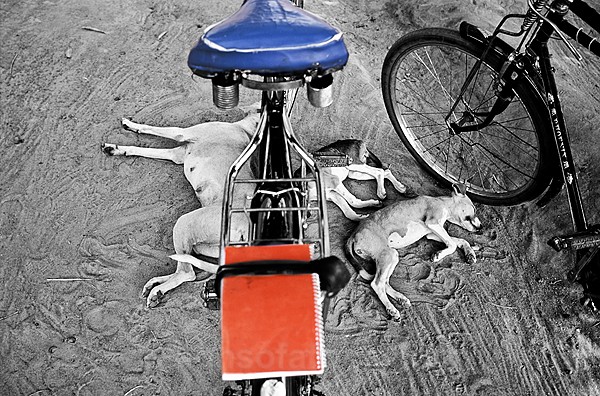 Sleeping Dogs Rumbek Sudan