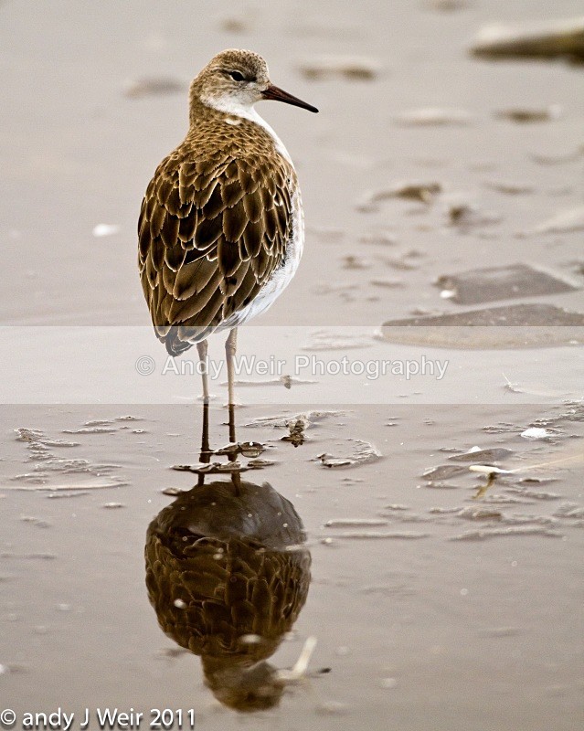 Ruff-1426 - Ruff