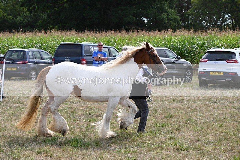 WJ6_6583 - Class 20 In-hand Cob