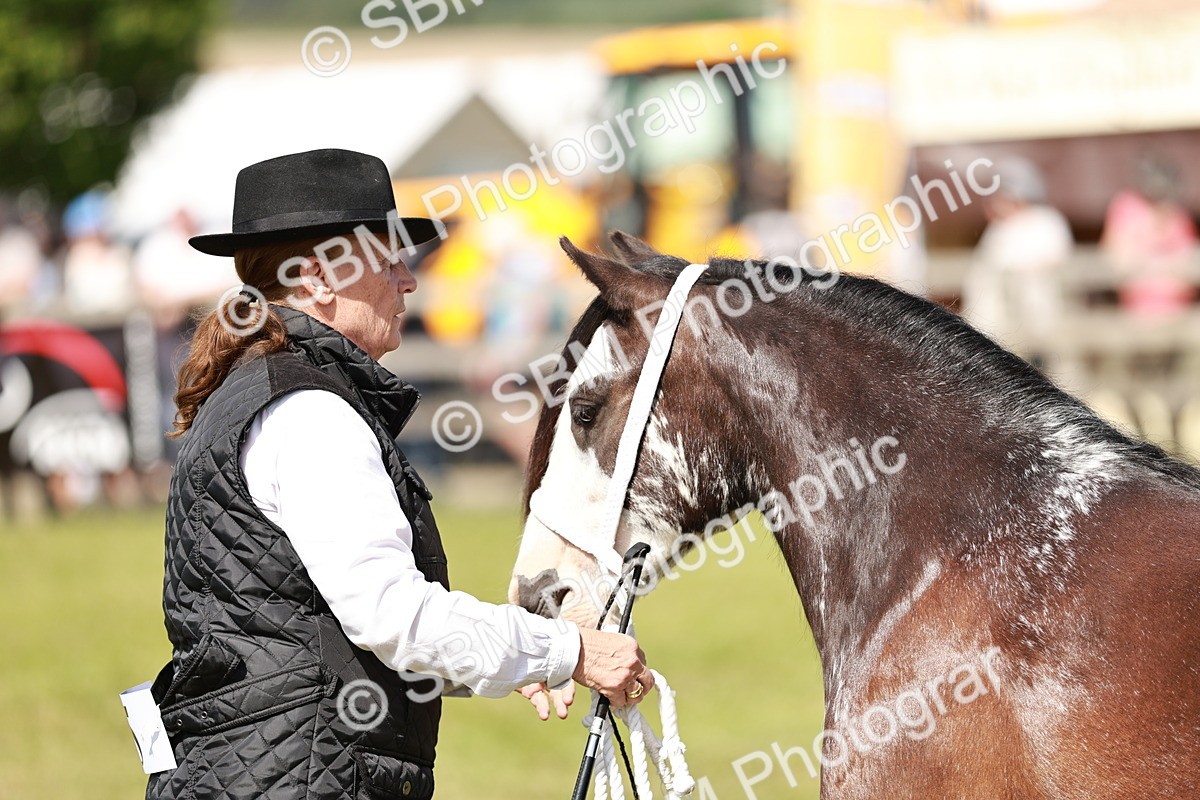 SBM_08607 - Class 63-65 - Traditional Gypsy Cobs In Hand & Ridden