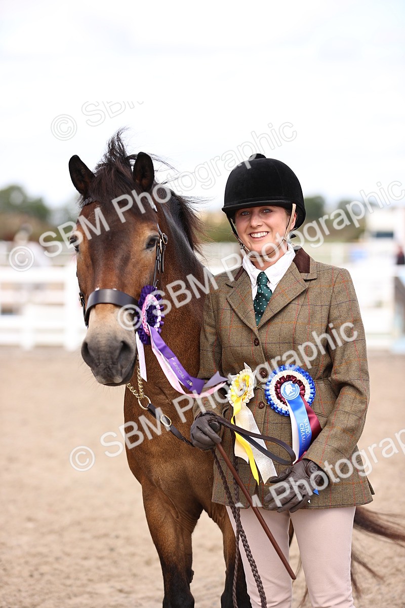 SBM_14414 - Class 412 - Handsomest Gelding (IH or Ridden)Adult