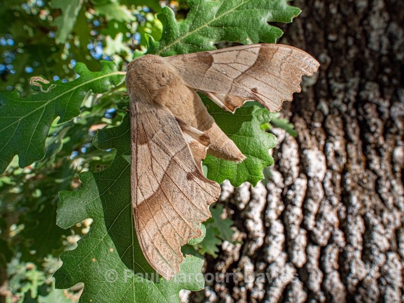 The oak hawk (Marumba quercus  - Insects, Spiders and other Animals