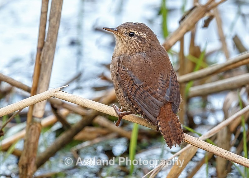 Astland Photography, Bird and Wildlife Images, Susan and Peter Wilson, U.K.