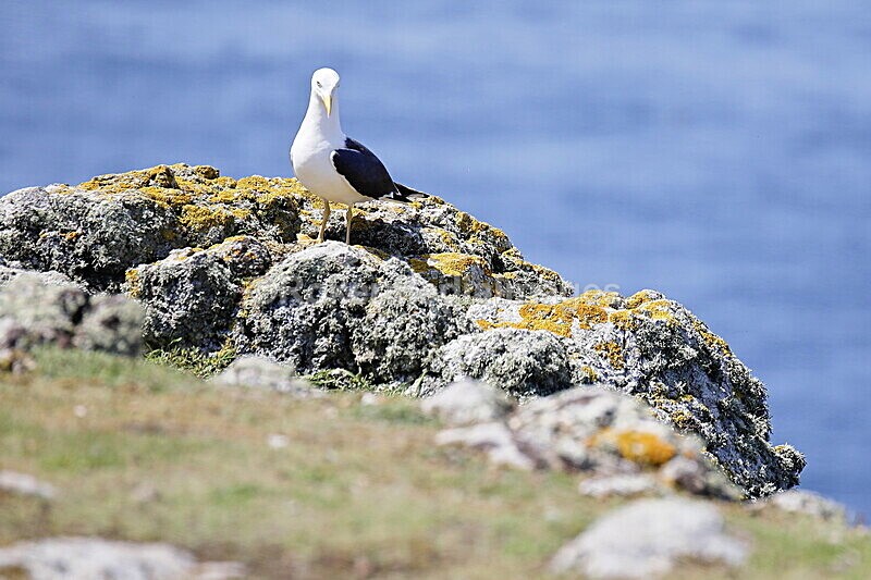 _56A7139 - Skomer 2019