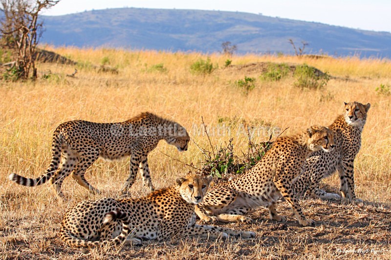 IMG_1302 Maasai Mara - Leos & Cheetahs